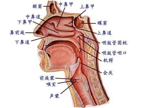 喉咙 人体解剖器官 搜狗百科