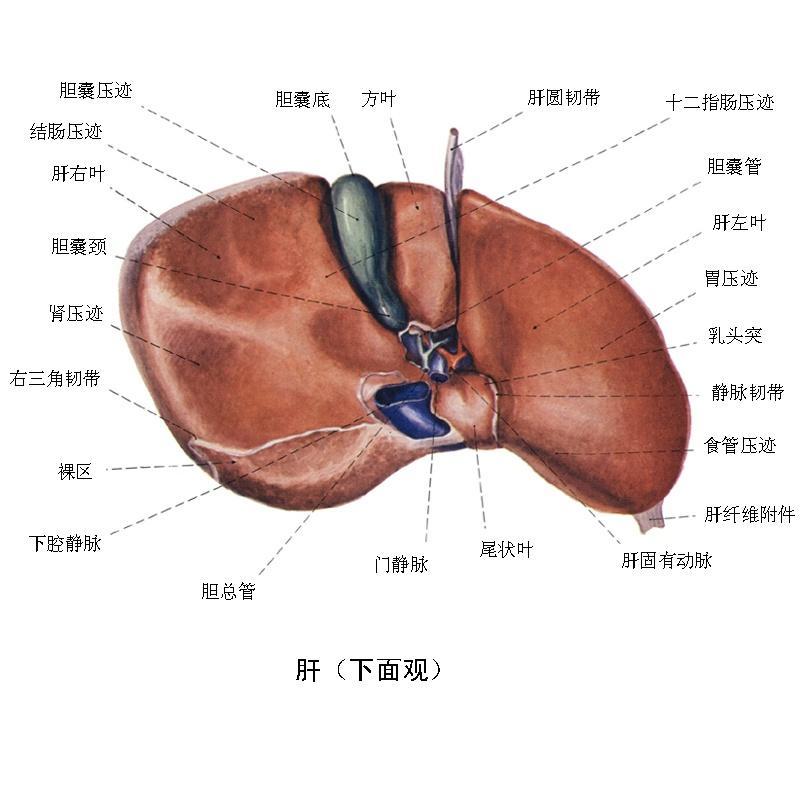 猪肝的结构图片图片