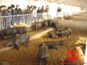 商老庄乡