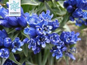 管花秦艽
