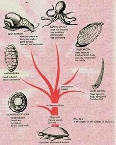 软体动物 软体动物门动物的统称 搜狗百科