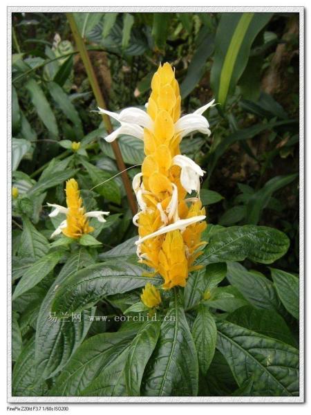 朱色兰 搜狗百科