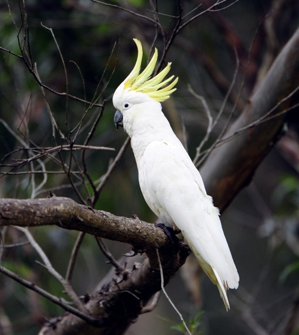 葵花鹦鹉 鹦鹉科动物 搜狗百科