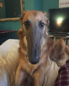 苏俄猎狼犬