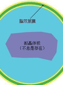 过氧化物酶体