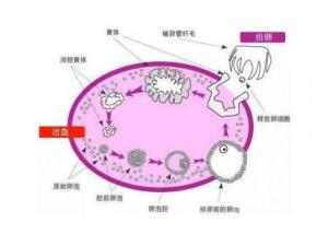 黄体破裂