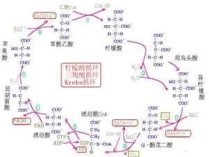 三羧酸循环