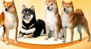 柴犬