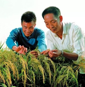 籼型杂交水稻