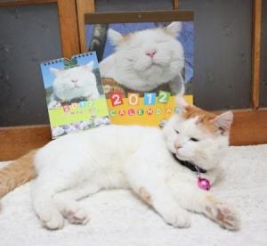 猫叔日历