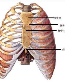 胸骨后疼痛的位置图图片
