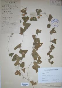翅子瓜