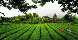 玉露茶产地