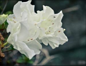 白花映山红图册