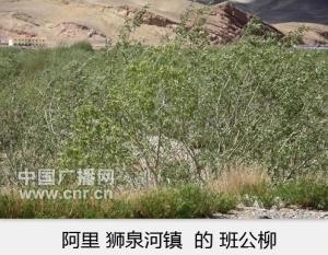 班公柳