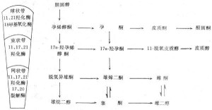 肾上腺激素