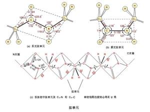 肽单元