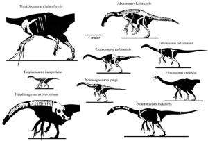 数种镰刀龙超科已发现的部分