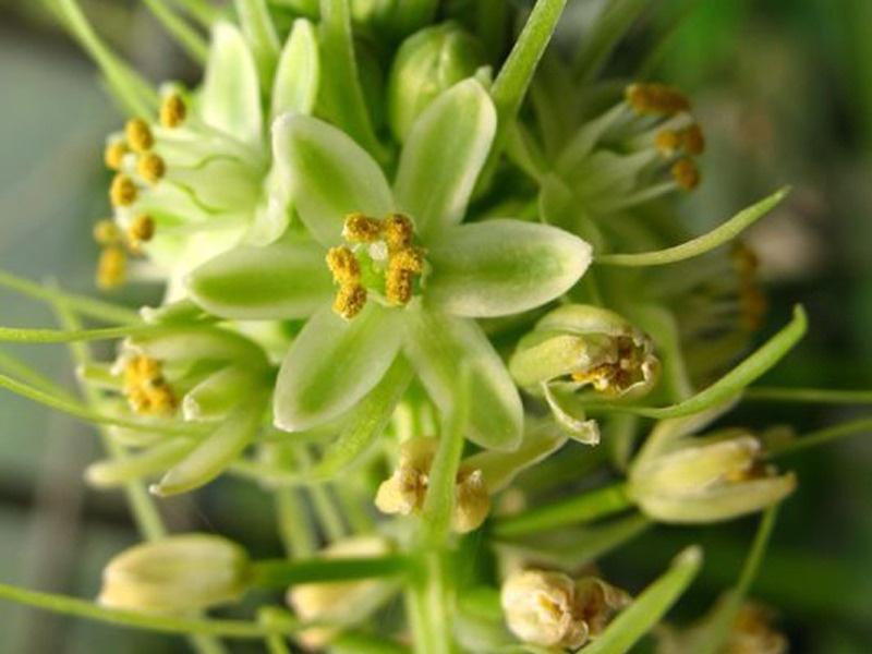 万年青花 搜狗百科