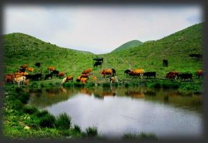 红阳万亩草场景区