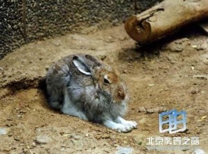 藏鼠兔