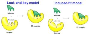 酶与底物的结合 酶与底物的结合