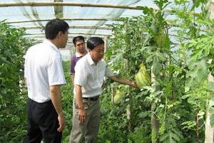 图2 大宁西瓜大棚种植基地
