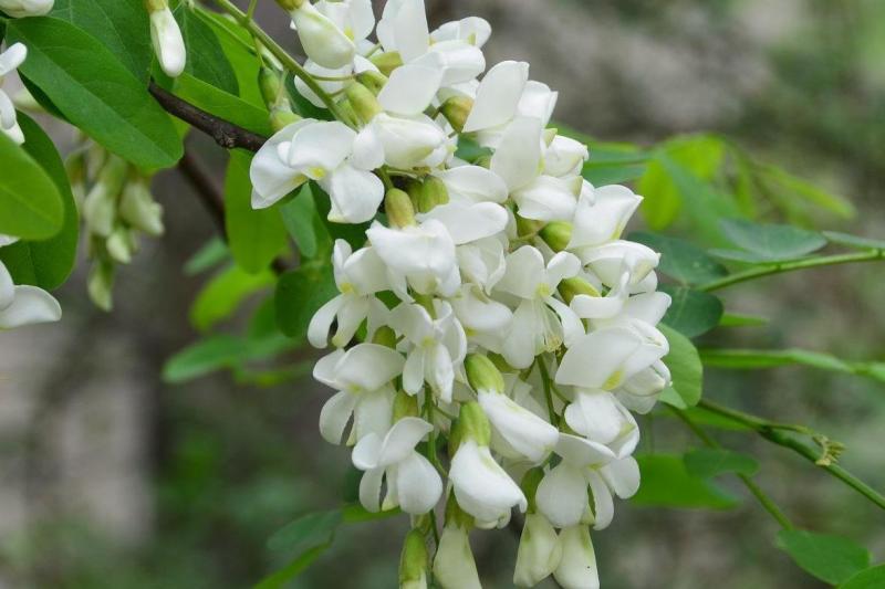 洋槐花 搜狗百科 洋槐花 搜狗百科
