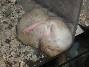 肥尾沙鼠