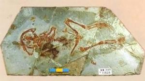 热河生物群化石