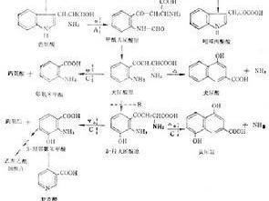 色氨酸的分解代谢