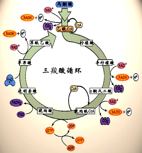 三羧酸循环