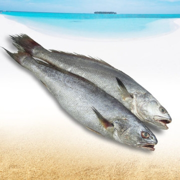 鮸鱼