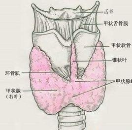 亚临床甲状腺功能亢进