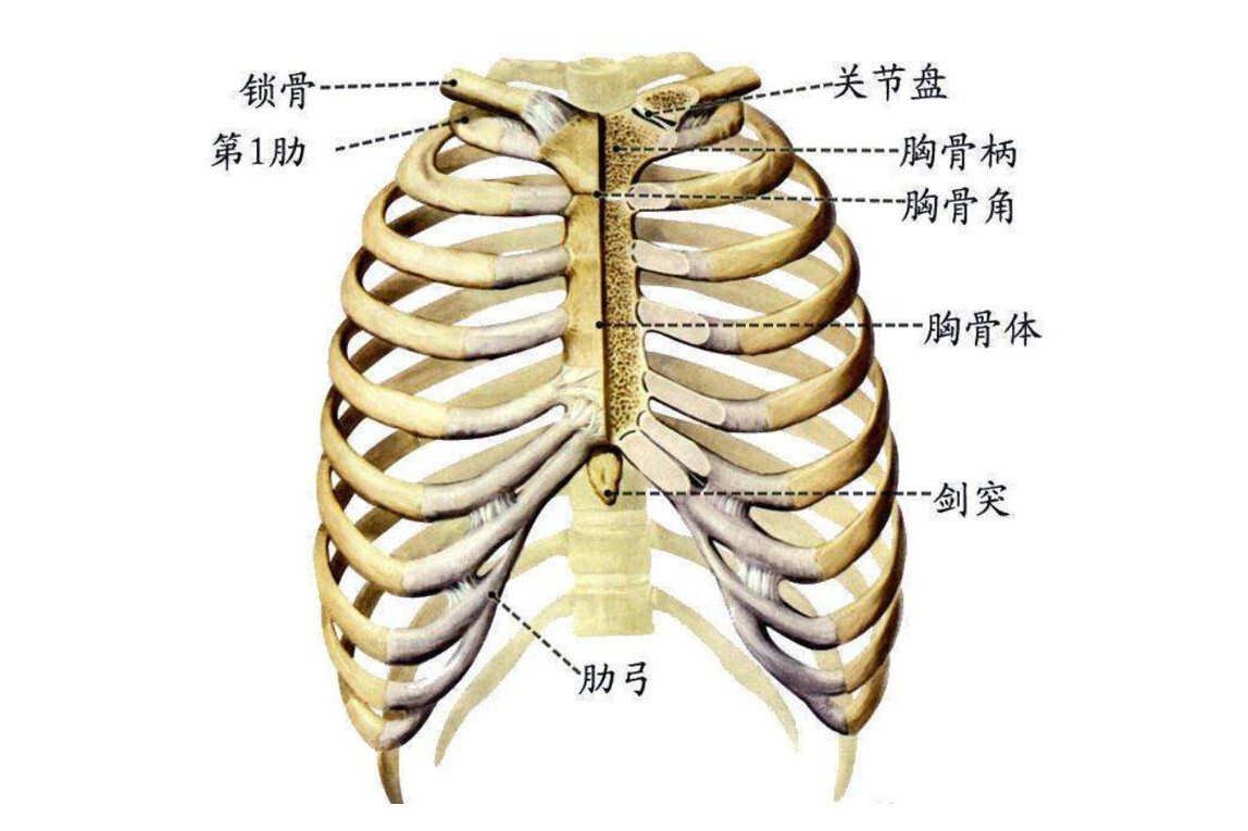 肋弓 解剖学名词 搜狗百科