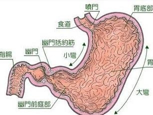 胃部结构介绍