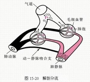 肺动脉内一部分静脉血经支气管静脉和极少的肺内动-静脉交通支直接
