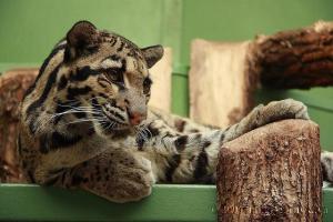 云豹近照(15)在贵州的森林植被破坏之前,云豹曾广泛分布于贵州大部分