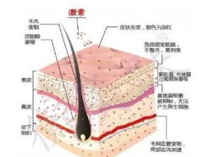 糖皮质激素