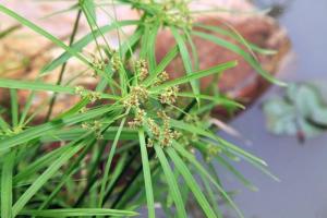 风车草图册