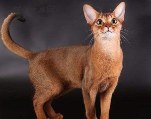 阿比西尼亚猫