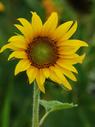葵花 菊科一年生草本植物 搜狗百科