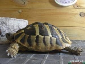 赫曼陆龟