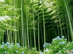 木坑竹海图册