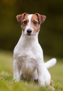 梗犬