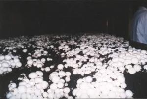 双孢蘑菇