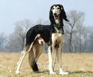 沙克犬 搜狗百科 沙克犬 搜狗百科
