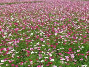 波斯菊(八瓣梅)图片欣赏