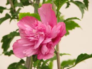 木菊花