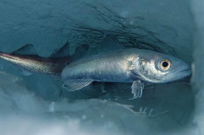 鳕鱼 鳕科鳕属动物 搜狗百科